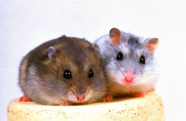 Hamsters