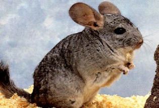 Chinchilla