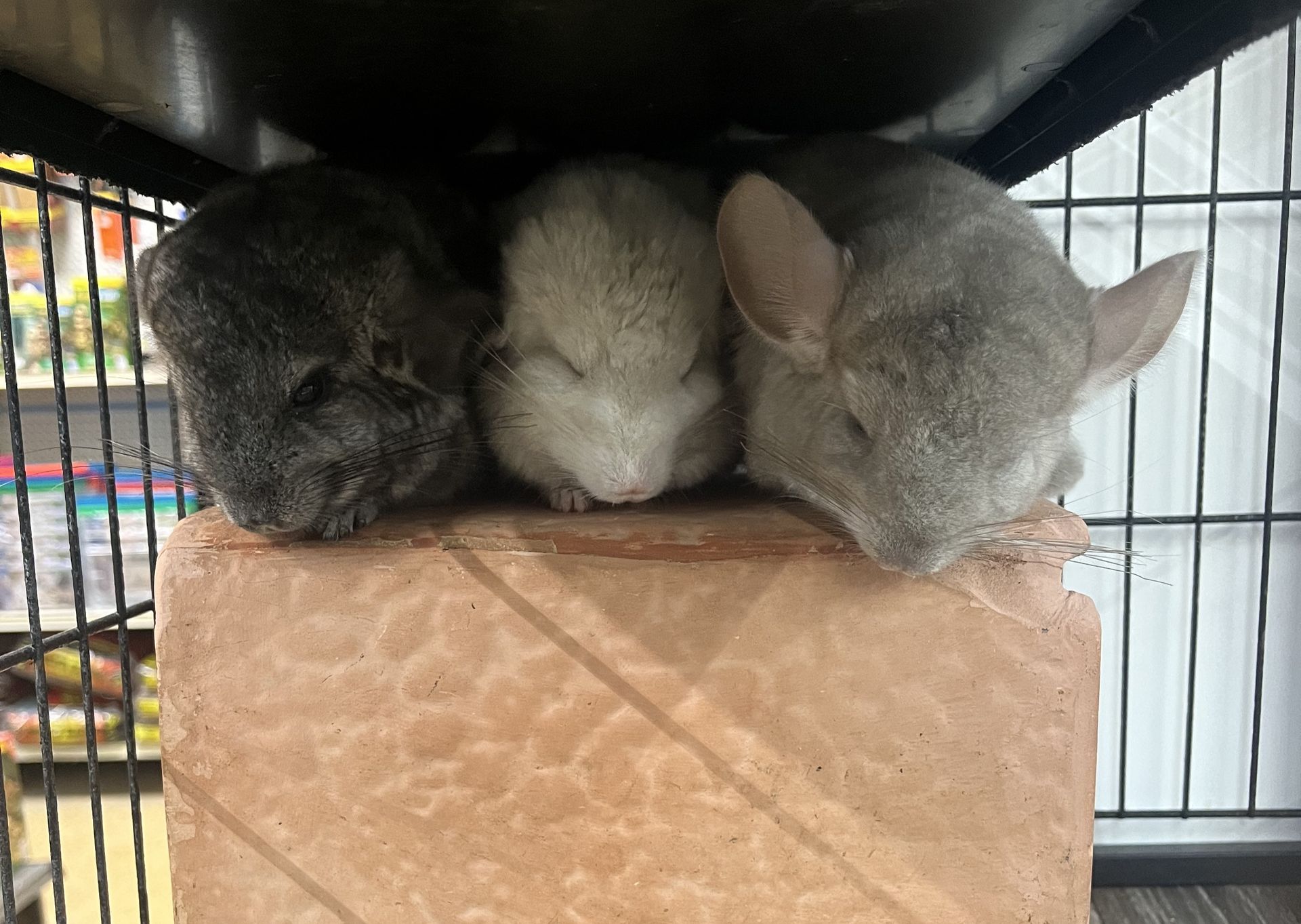 Chinchilla