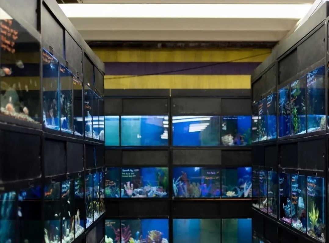 A room filled with lots of fish tanks