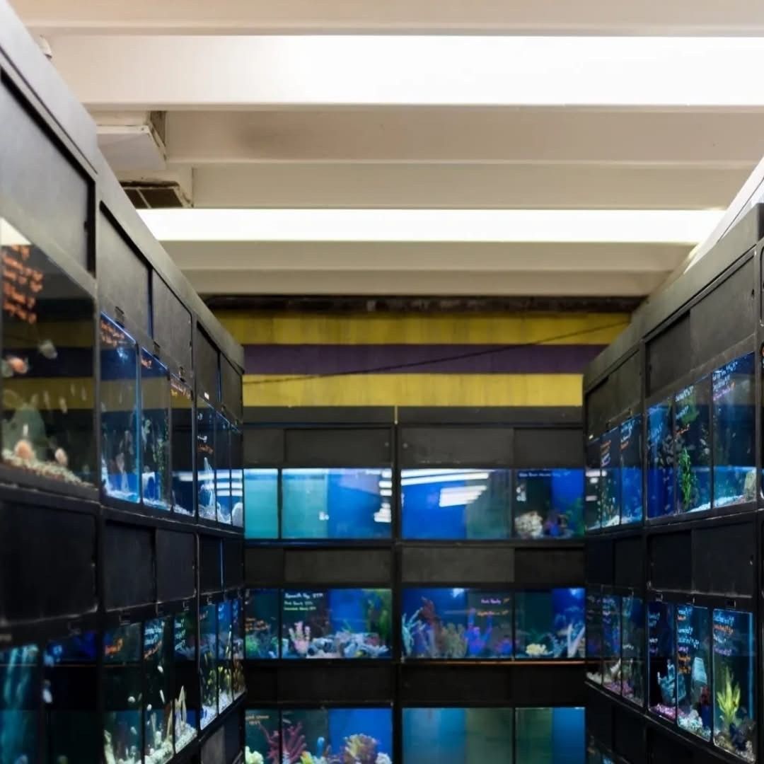A row of fish tanks filled with fish in a store.