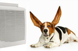 A beagle in front of air conditioner