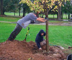 Tree Planting