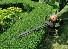 Hedge trimming
