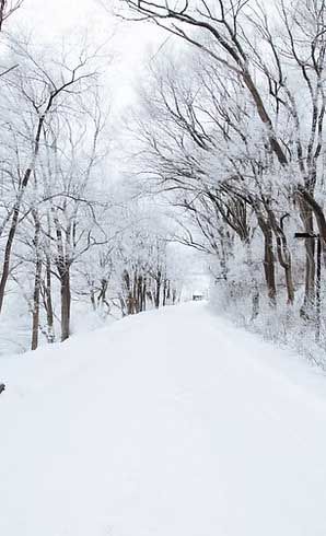 Snow-covered path lined with trees, creating a tunnel-like effect on a winter day.