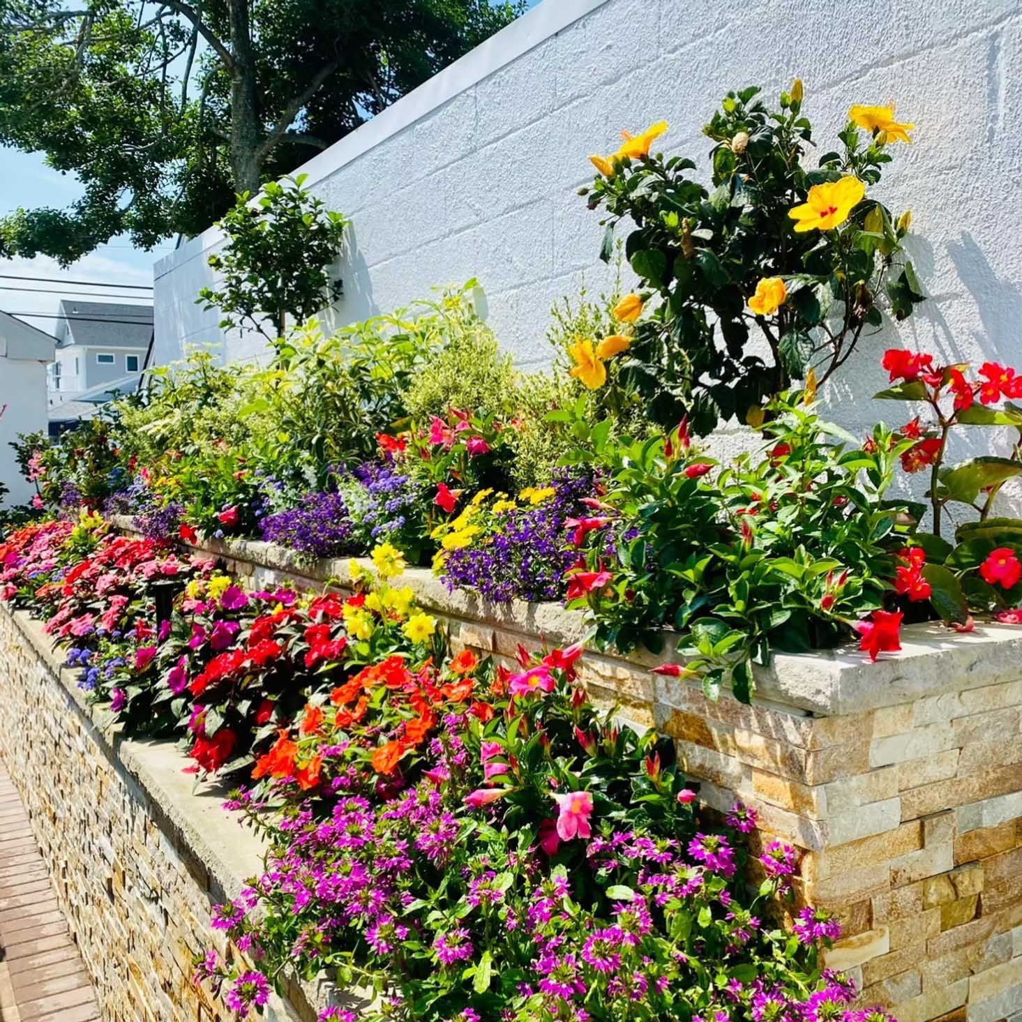 Colorful flowers blooming in a stone planter along a white textured wall. Sunny day.