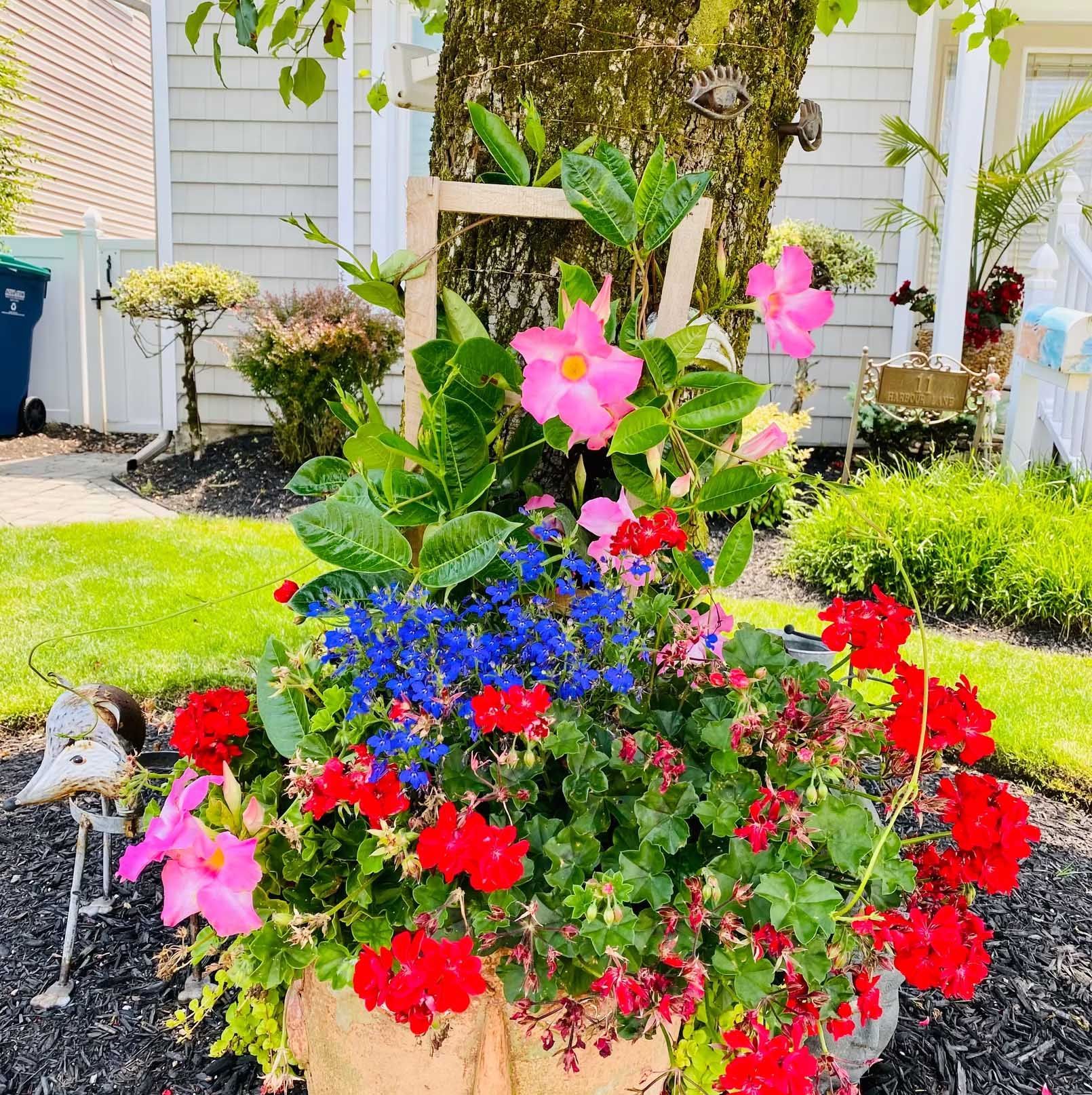 Colorful potted flowers, including red, pink, and blue, at base of a tree in front of a house.