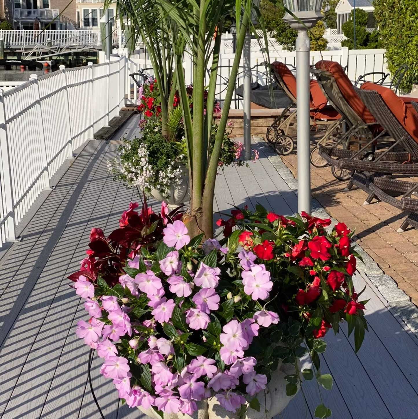Planter with pink and red flowers, a palm tree, on a gray deck next to a white fence.
