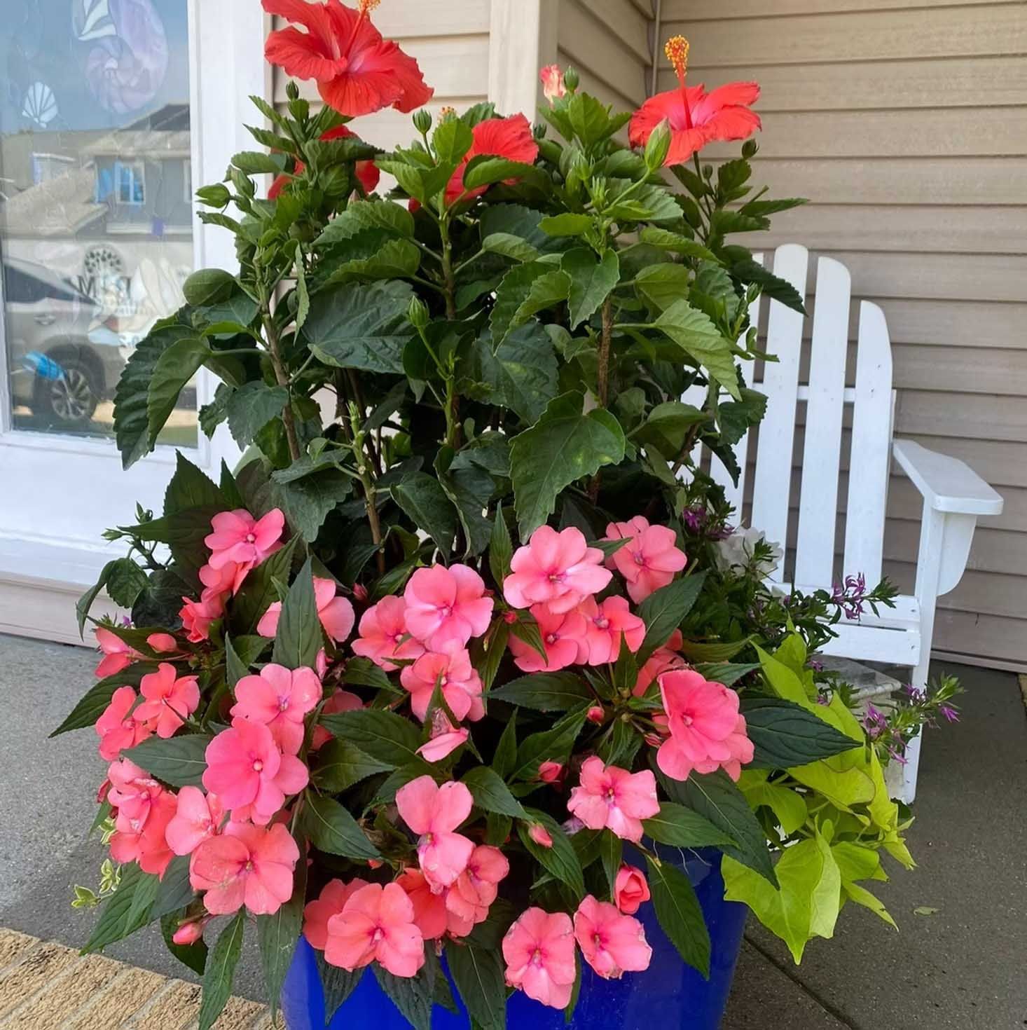 Blue flowerpot overflowing with pink and red flowers, beside a white chair.
