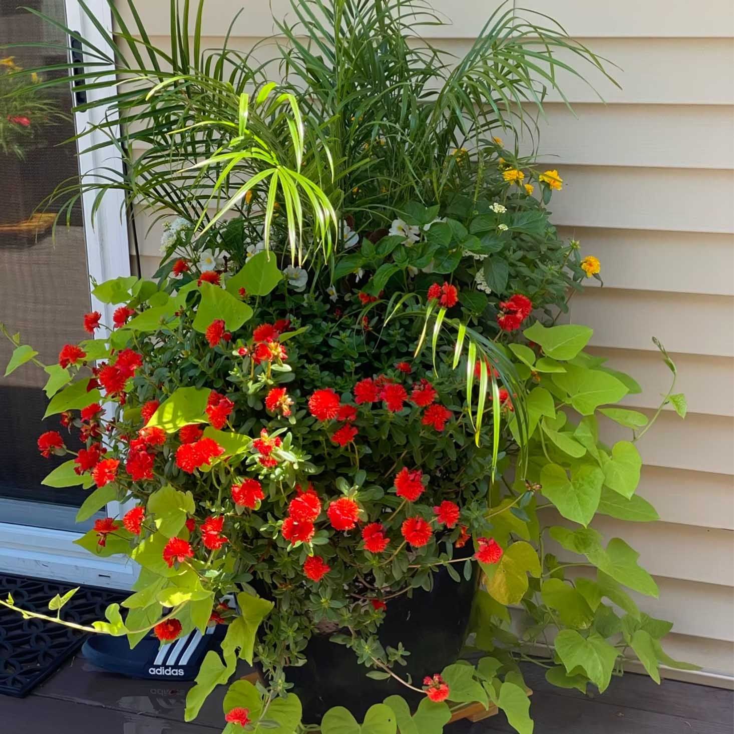 Planter with red flowers, green foliage, and yellow-green vines. It sits near a house.