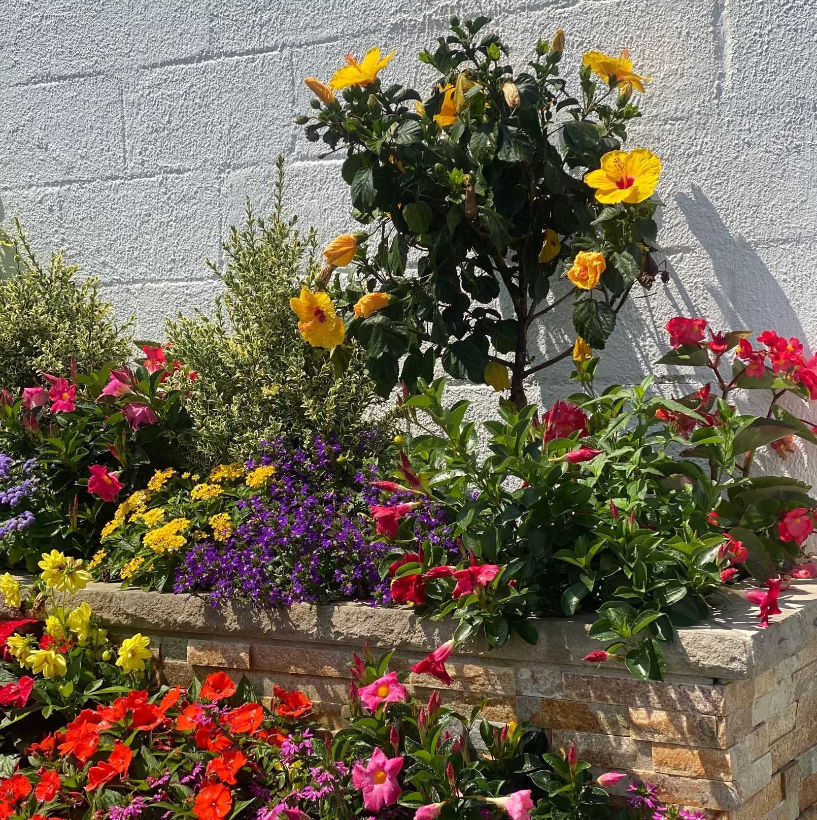 Colorful flowers blooming in a brick planter against a textured white wall.