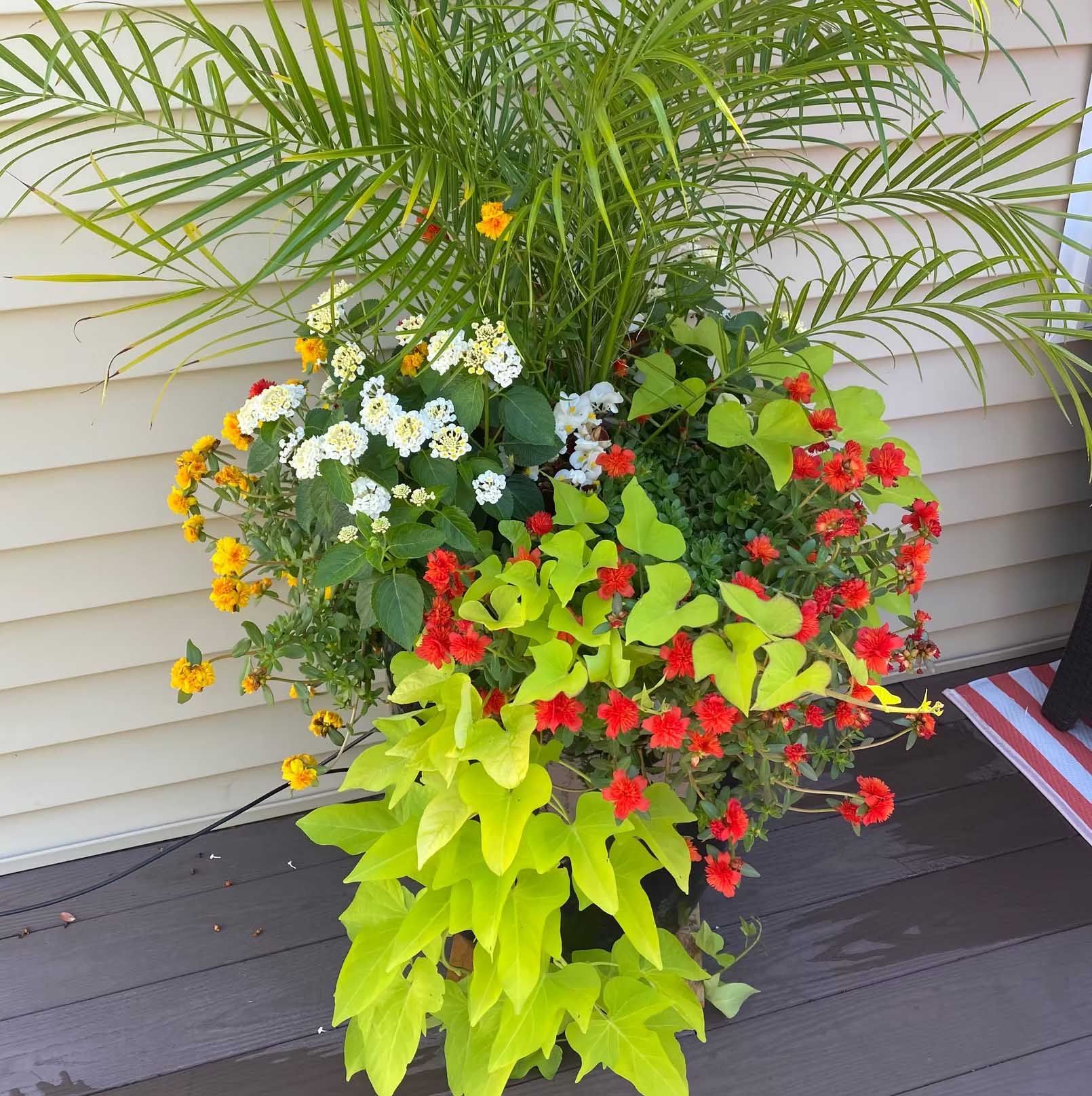 A potted palm tree surrounded by yellow, white, and red flowers and bright green vines.