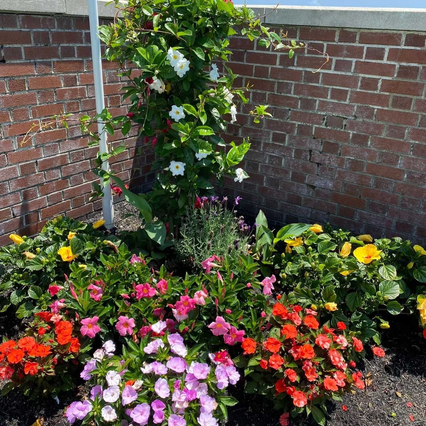 Colorful flower bed against a brick wall, with a white pole and climbing flowers.