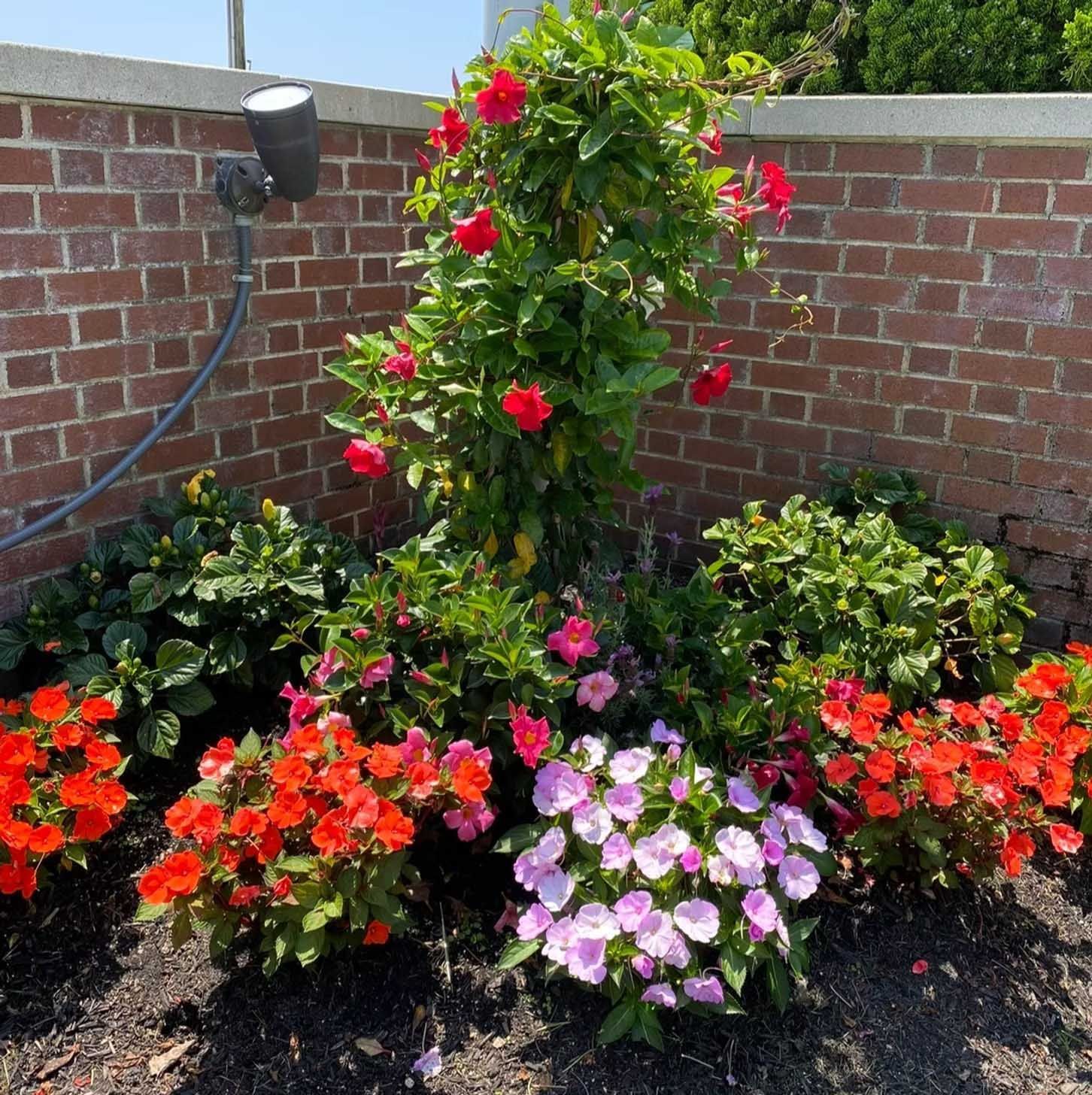 Red and pink flowers bloom in a garden bed against a brick wall.