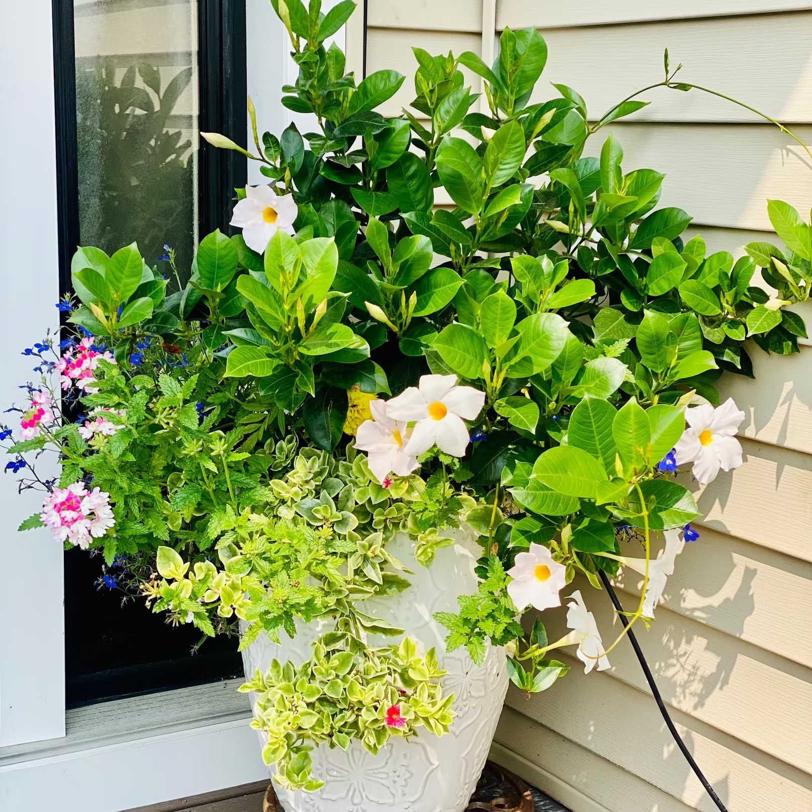 White potted plant with green leaves, white and pink flowers, and a variegated trailing plant.