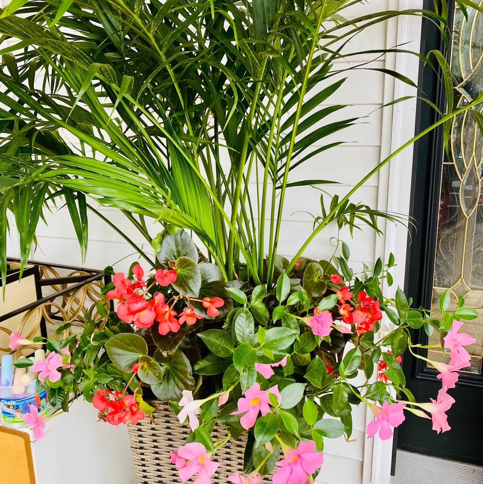 A wicker planter overflowing with green palm, red begonias, and pink mandevilla near a white wall.