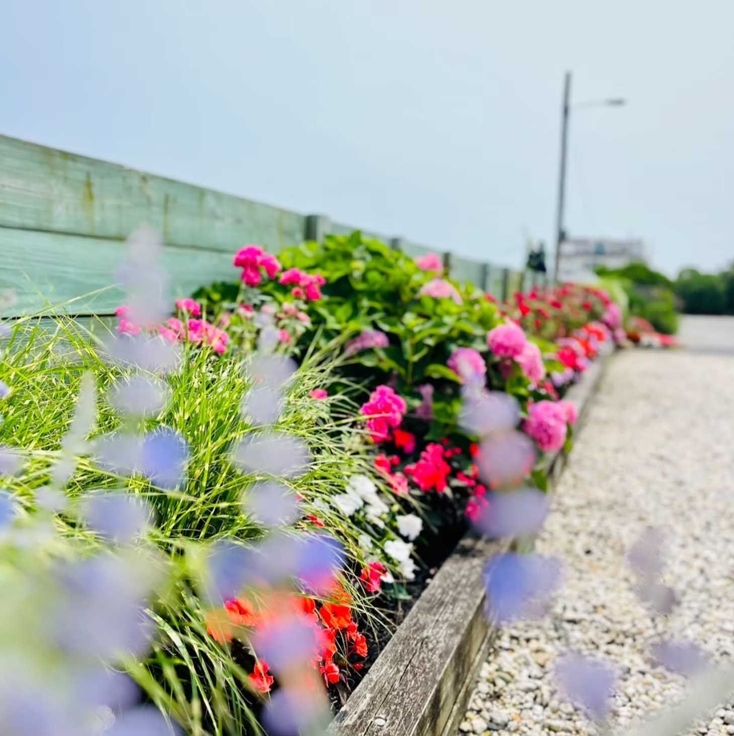 Flower bed with pink, red, and purple blooms along a pale gravel path, next to a pale green fence.