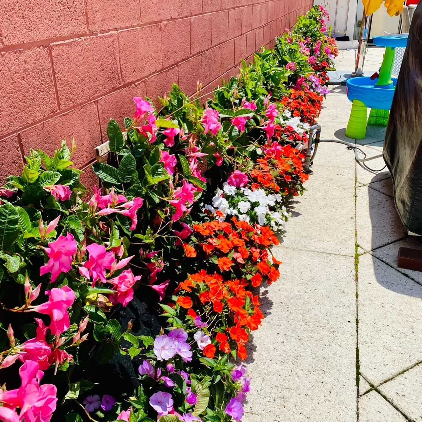 Colorful flowers in a row alongside a red brick wall and concrete pathway on a sunny day.