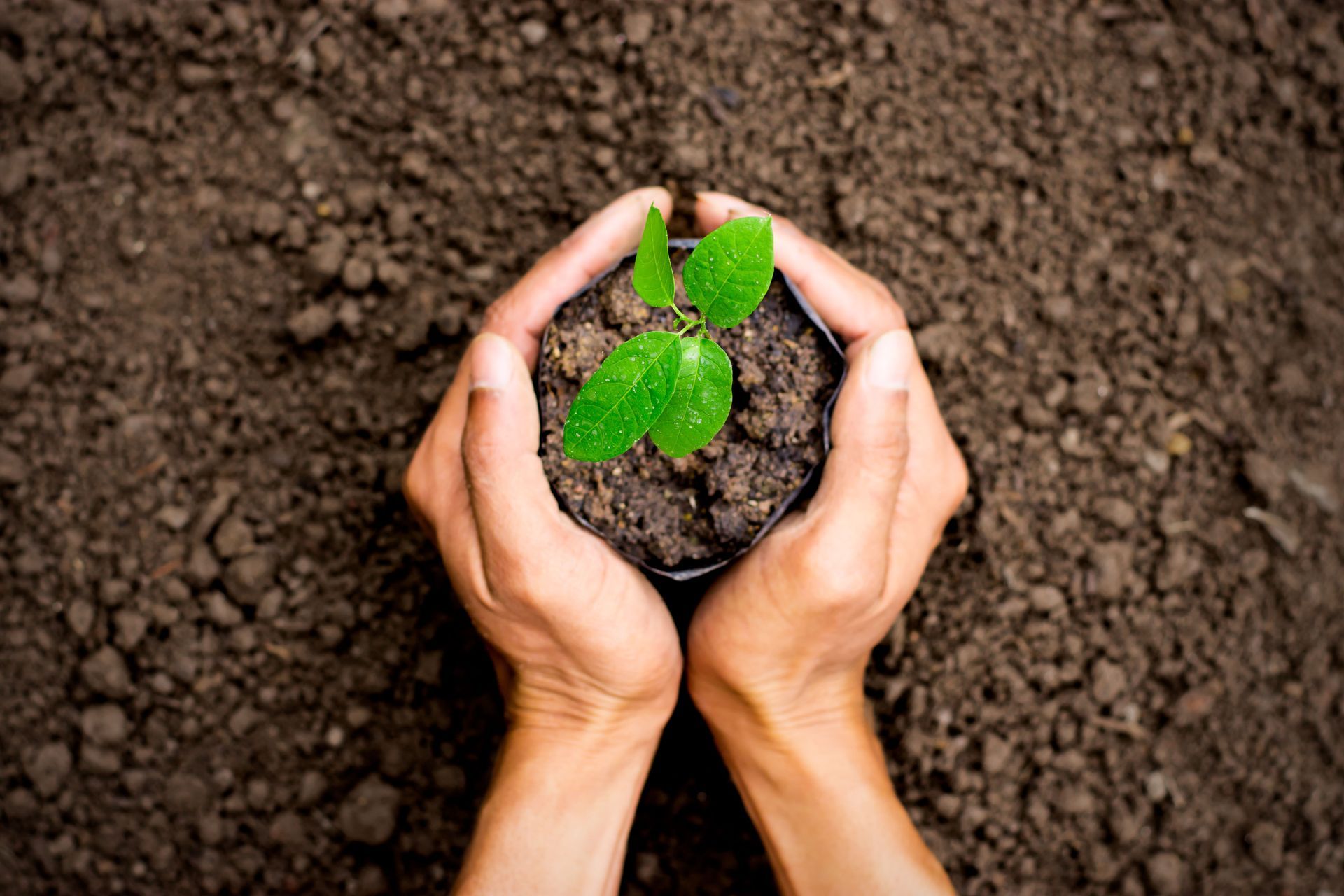 Hands cupping soil, cradling a small green seedling against a backdrop of dark soil.