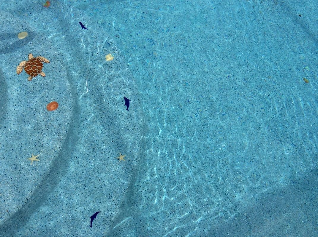 A blue swimming pool floor featuring decorative mosaic sea turtles, dolphins, and starfish.