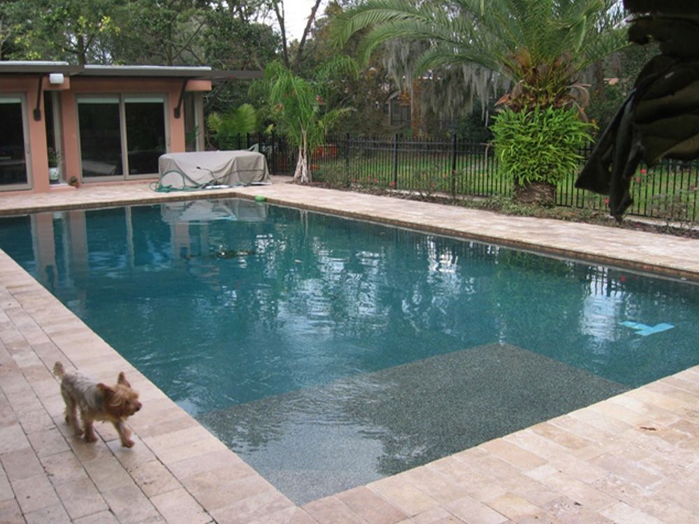 A small, tan-and-brown dog walks along the edge of a backyard swimming pool with light-colored stone tiling.