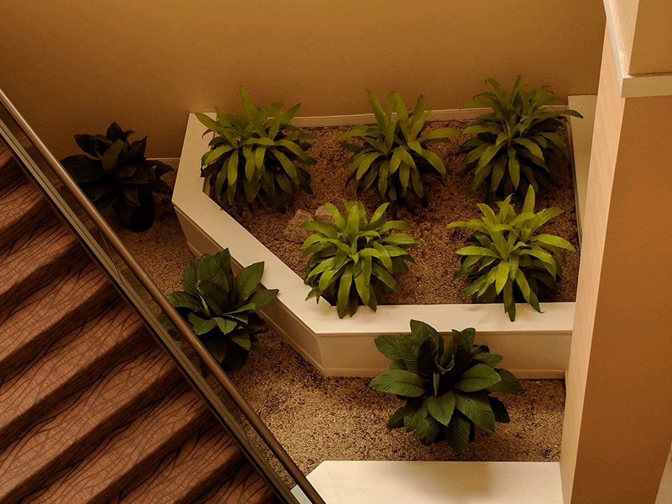 Commercial indoor plant