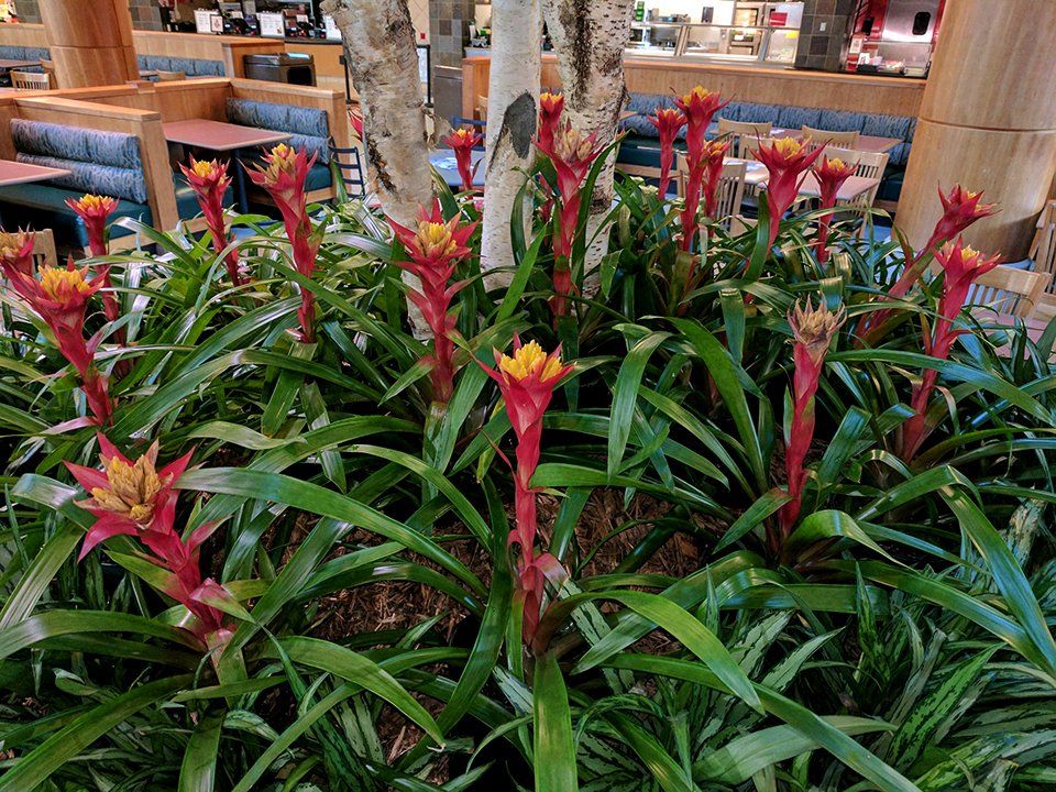 Commercial indoor plant