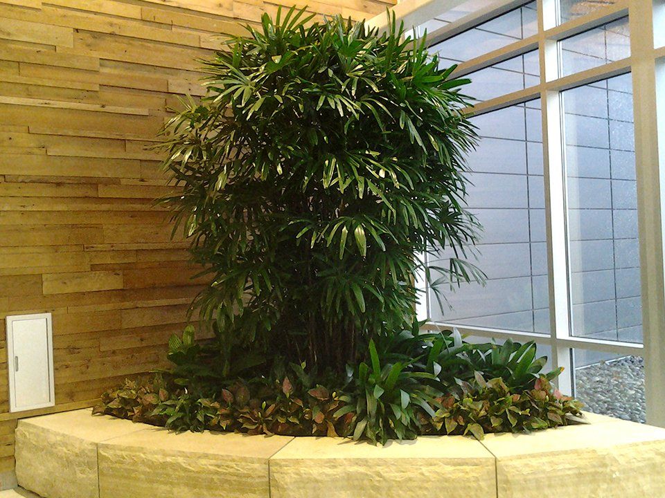 Commercial indoor plant