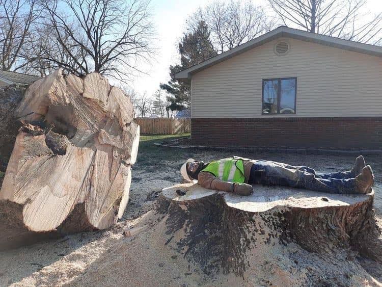 Tree removal service