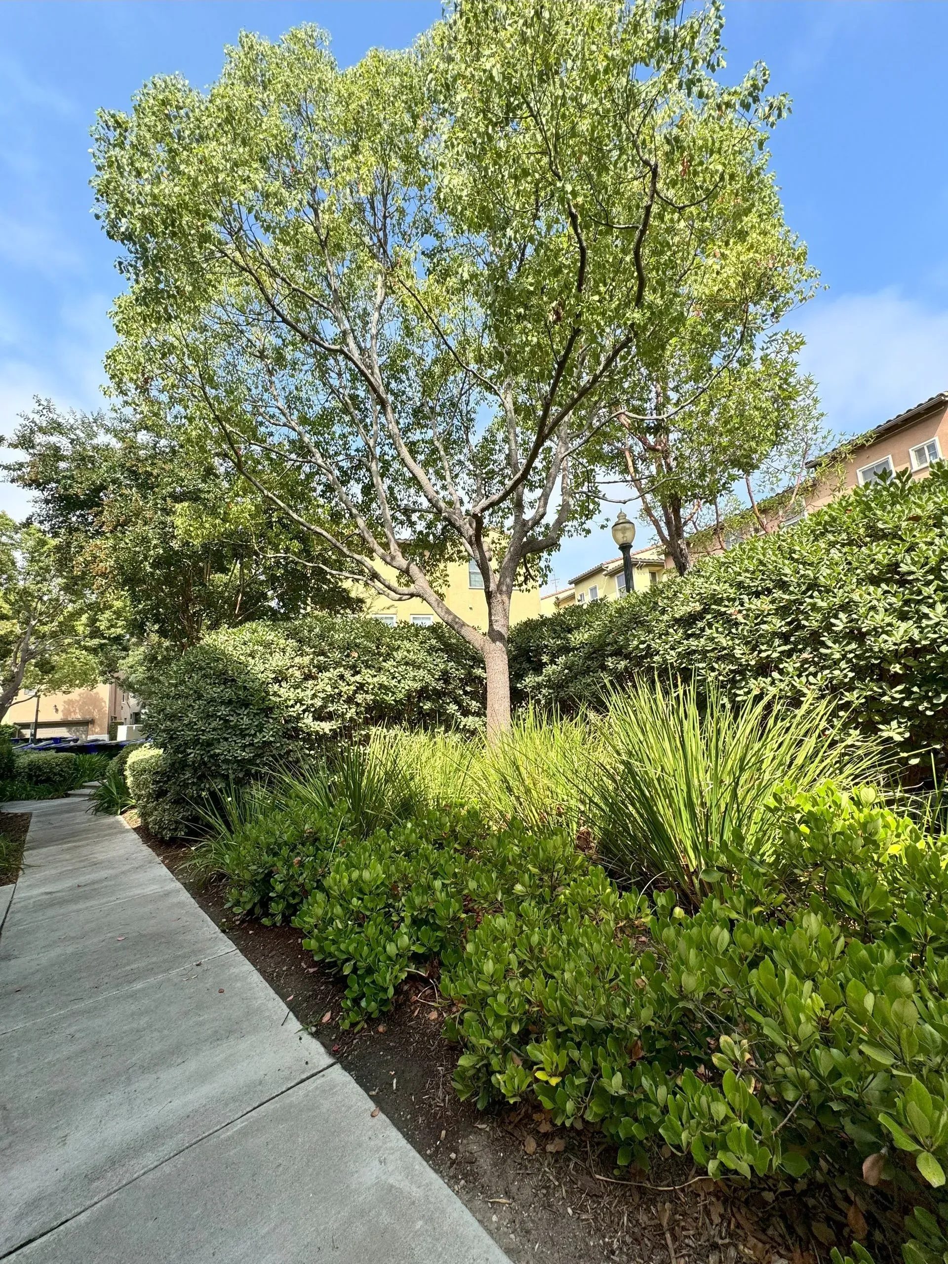 A tree-lined pathway bordered by green bushes and a tall tree under a blue sky.