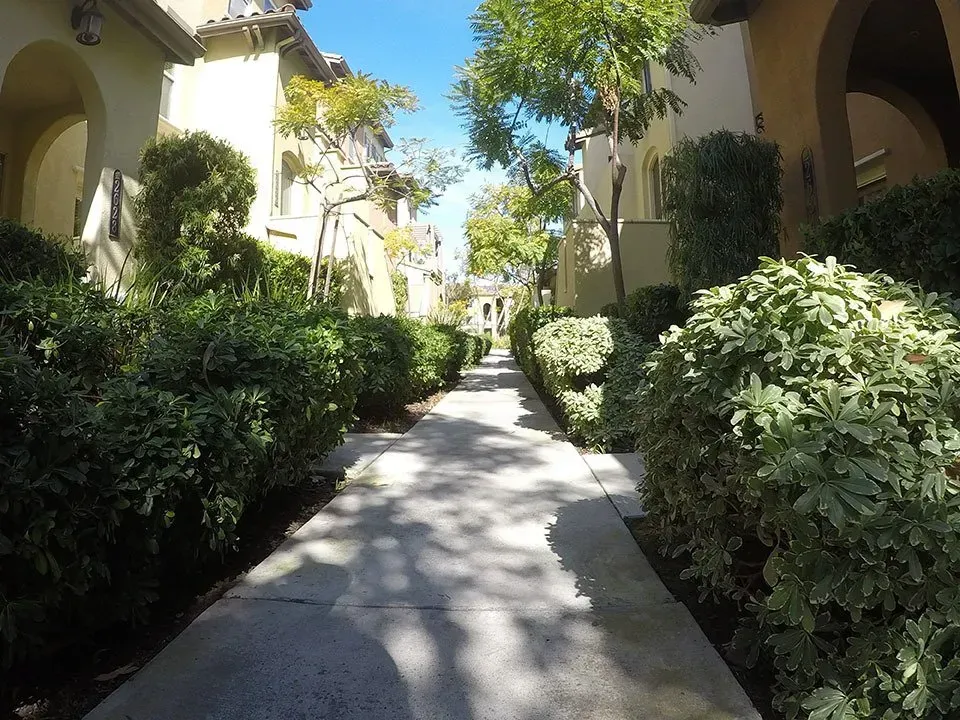Sidewalk between houses lined with hedges and trees on a sunny day.