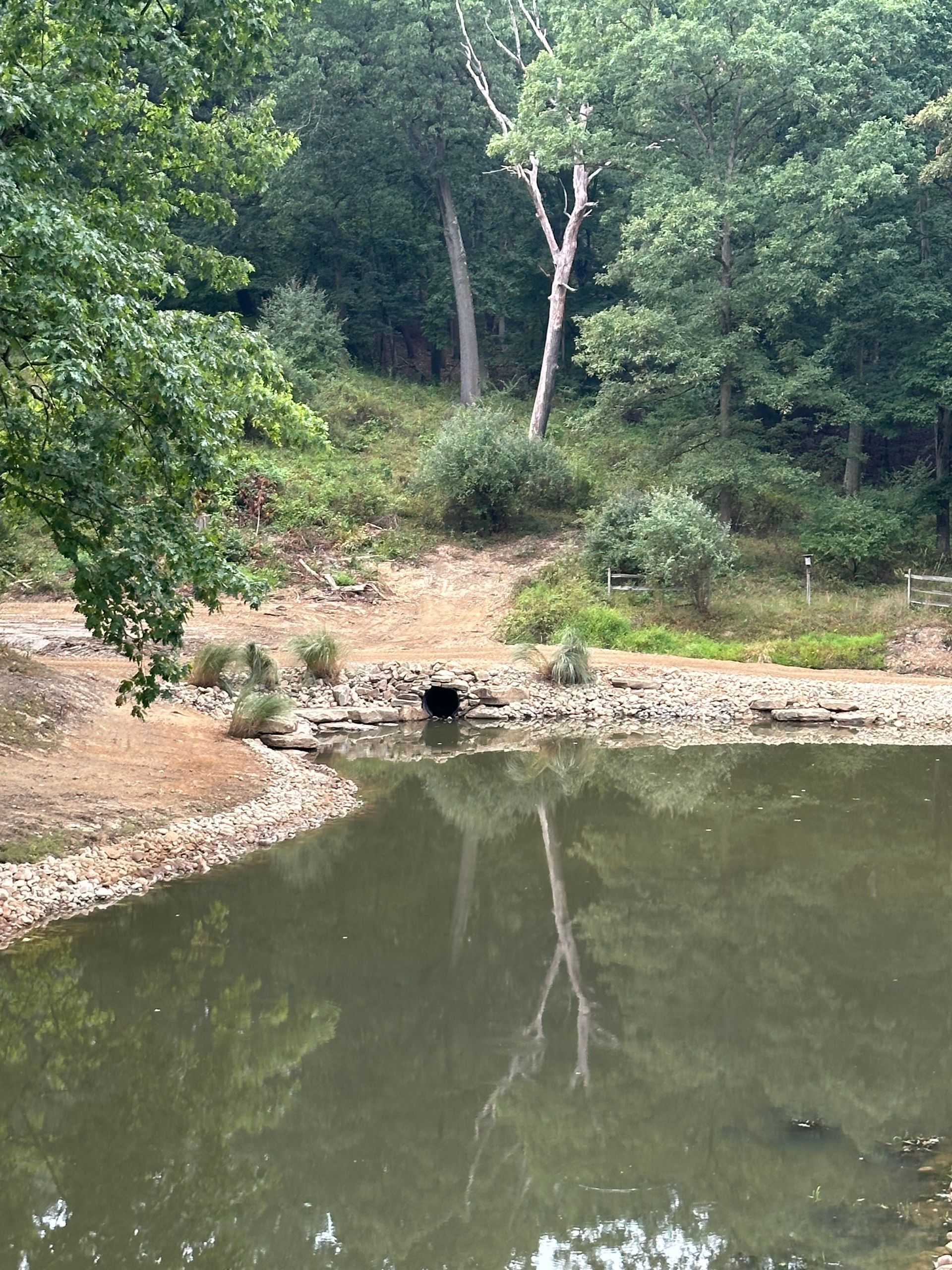 A pond with a dark inlet, trees surround the water, reflecting in the murky surface.