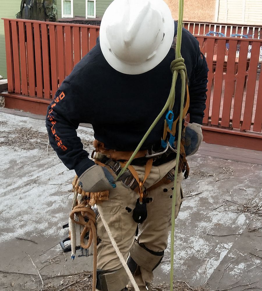 Arborist in a hard hat and safety gear adjusting ropes.