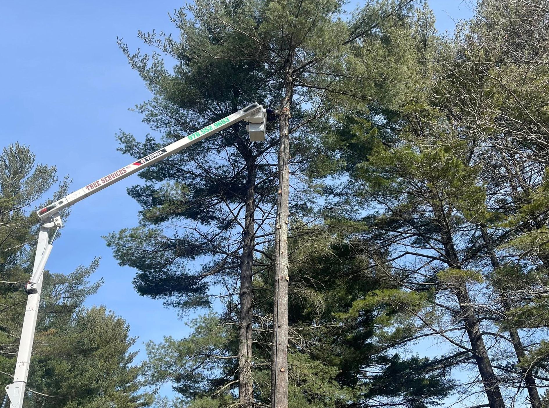 A tree being trimmed by a lift truck against a blue sky.