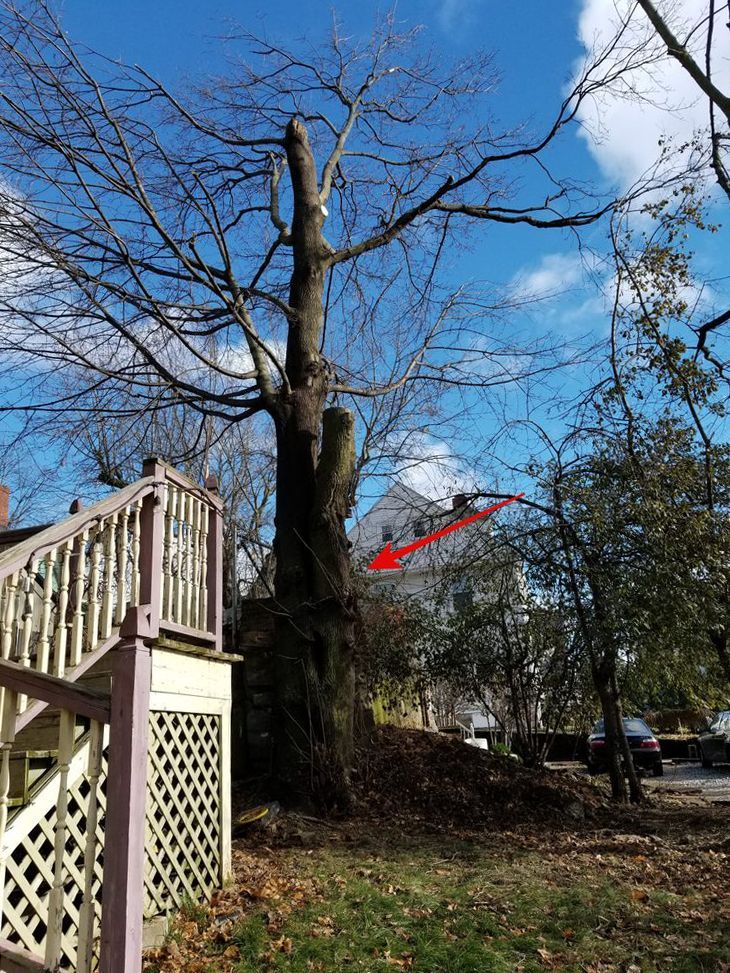 Tall tree with bare branches, partially cut, in a yard with a wooden deck and house.