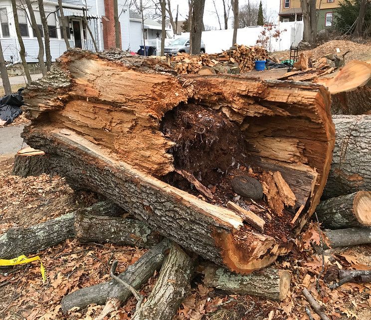 Large, rotting tree trunk with a hollow core surrounded by cut logs and debris.