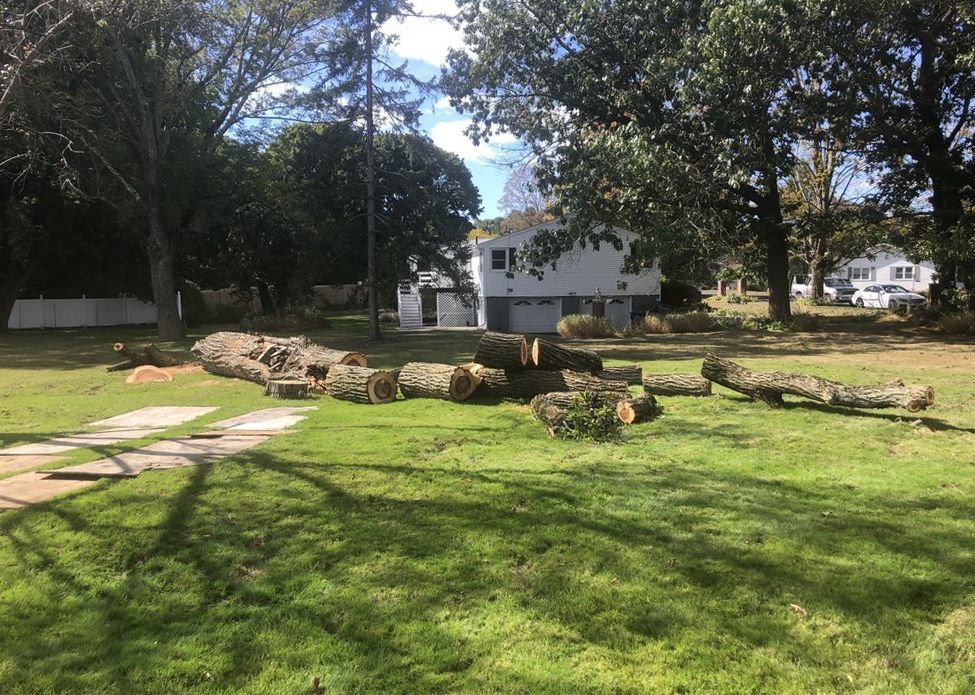 Cut tree logs lie on green grass in a yard with a house and trees in the background.