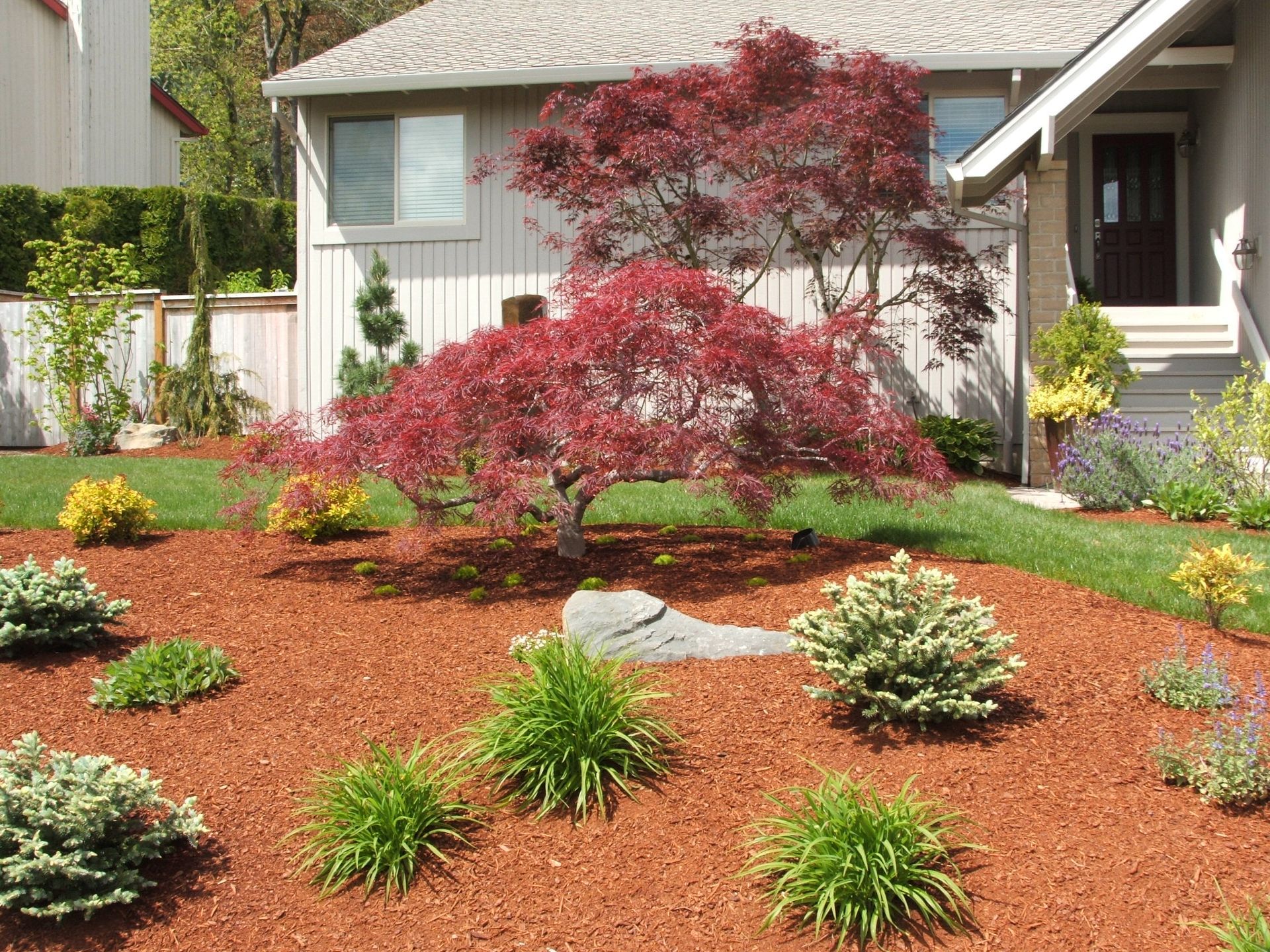 Front yard garden with red Japanese maple, green shrubs, and mulch in front of a house
