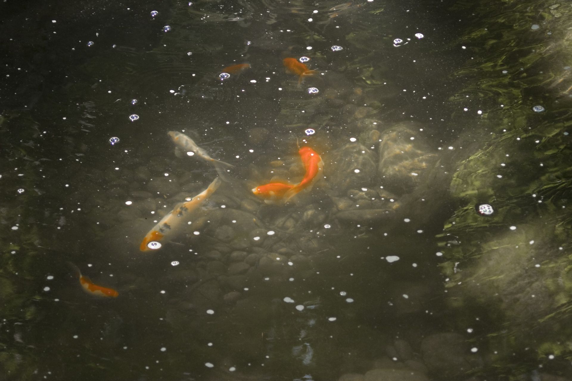 Koi fish swimming in murky water with floating bubbles and ripples