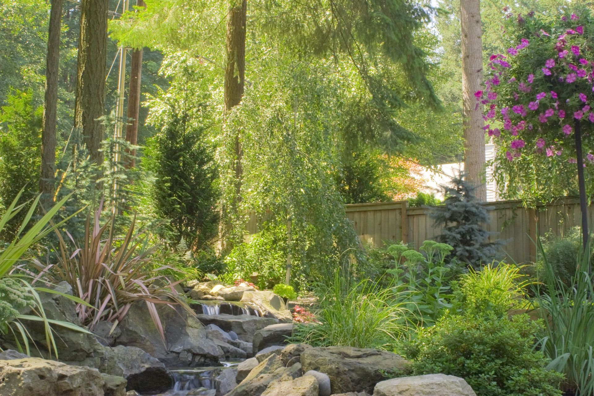 Lush garden with a small rocky stream, tall trees, and pink flowering vines by a wooden fence