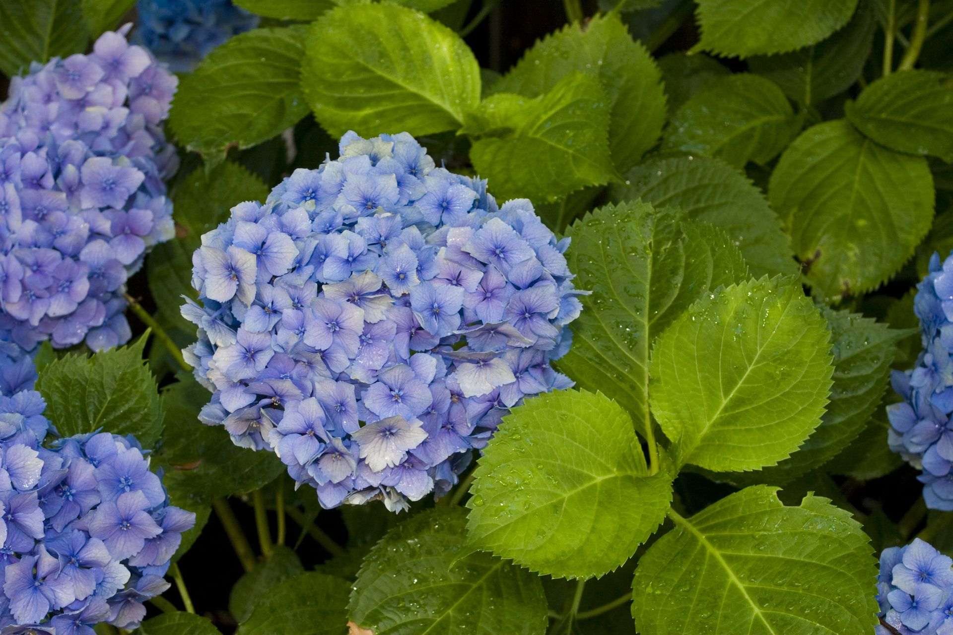 Purple hydrangea blooms amid lush green leaves, with raindrops on the petals and foliage