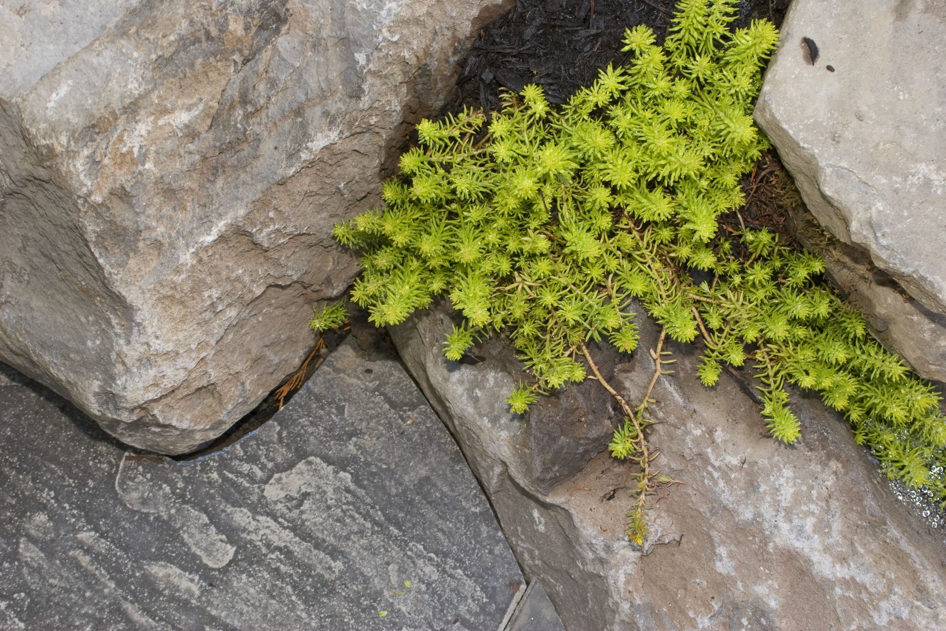 Green fern growing between gray rocks.