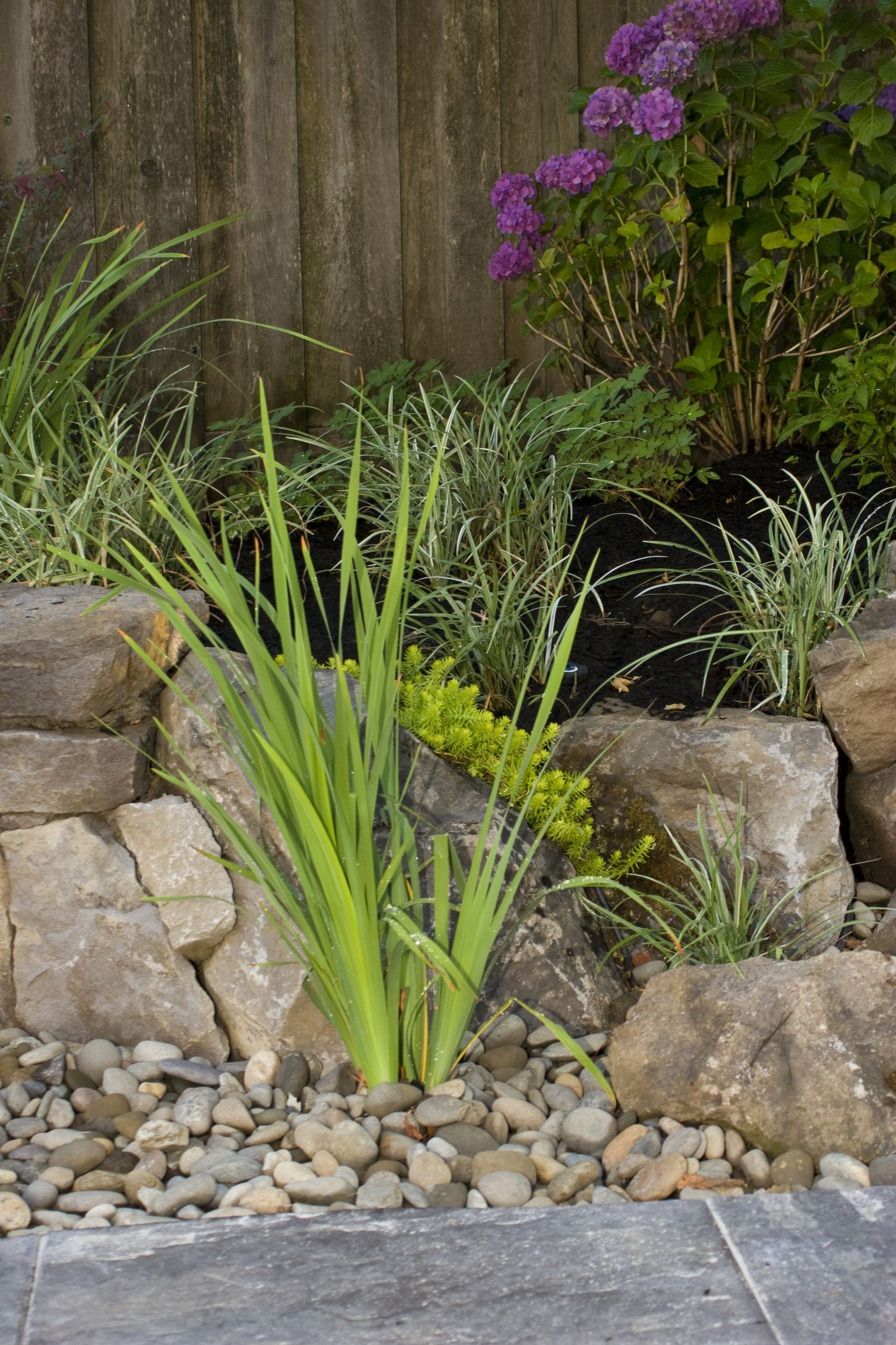 Ornamental grasses and rocks in a landscaped garden bed beside a wooden fence and purple flowers