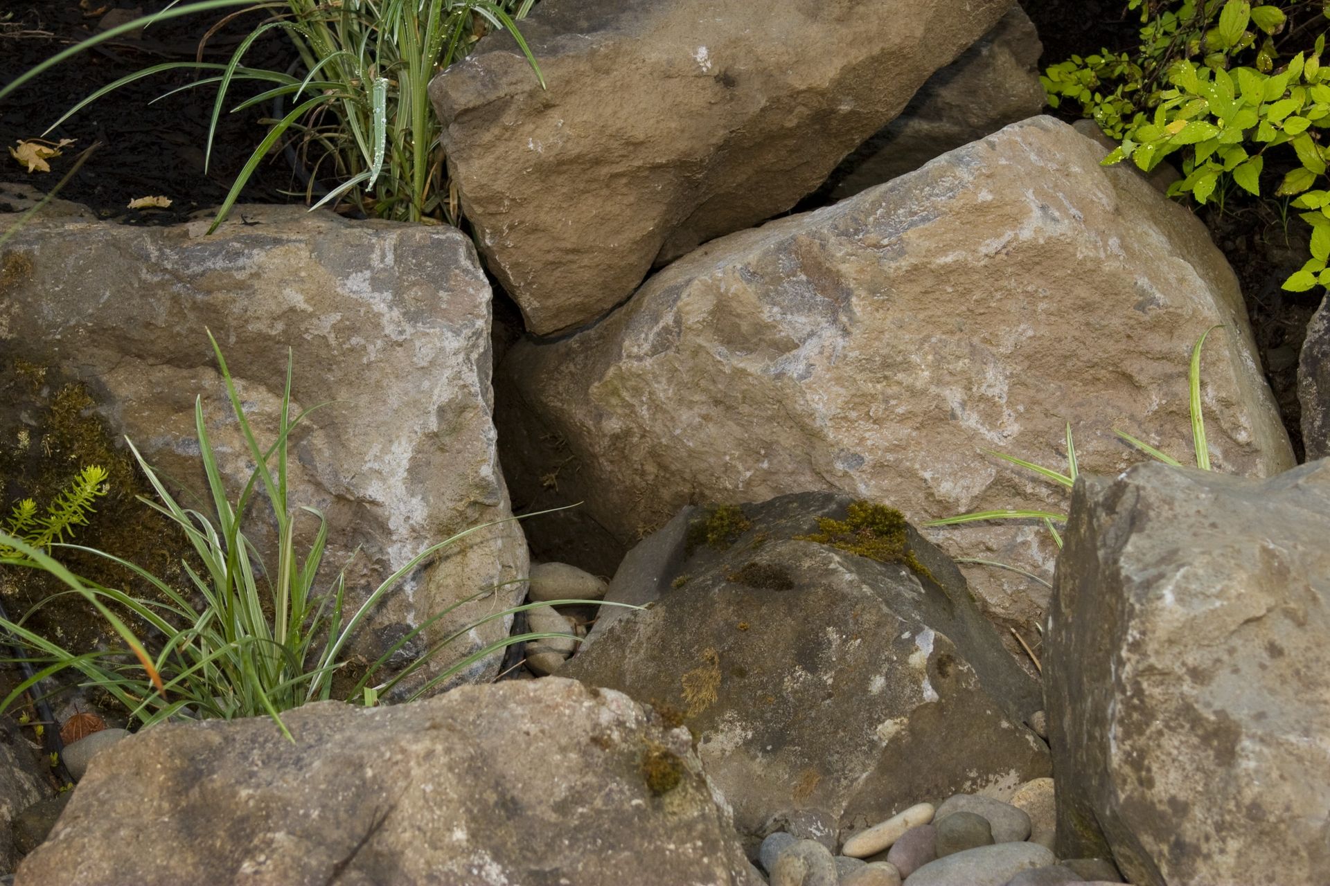 Large tan boulders and small green plants in a rocky garden bed