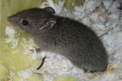 a small mouse is sitting on a pile of cotton shavings