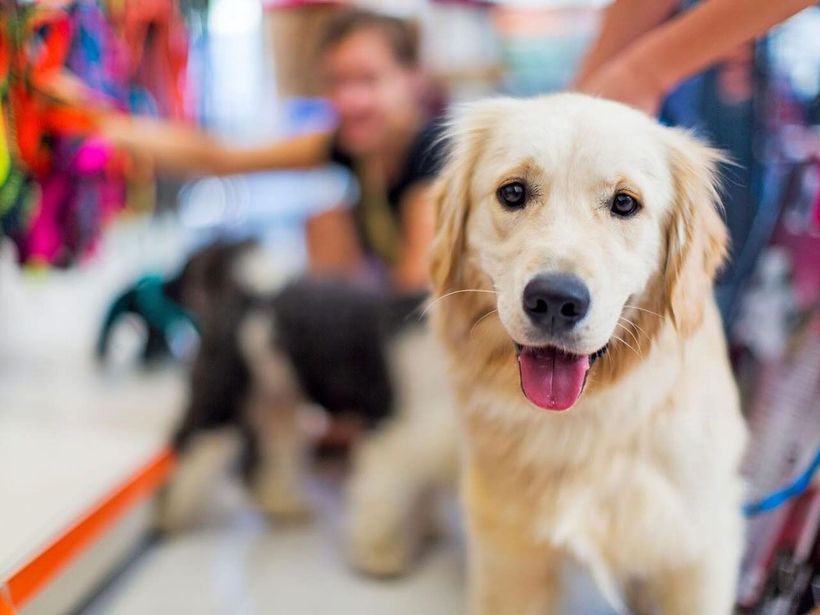 A dog is standing in a pet store looking at the camera.