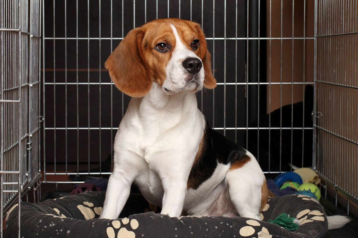 A beagle dog is sitting on a bed in a cage.