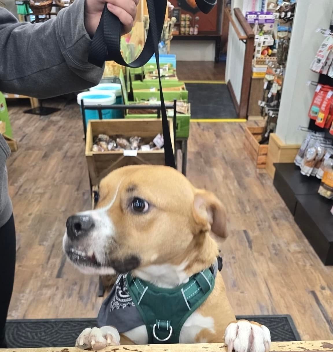 A person is holding a leash over a dog that is wearing a harness