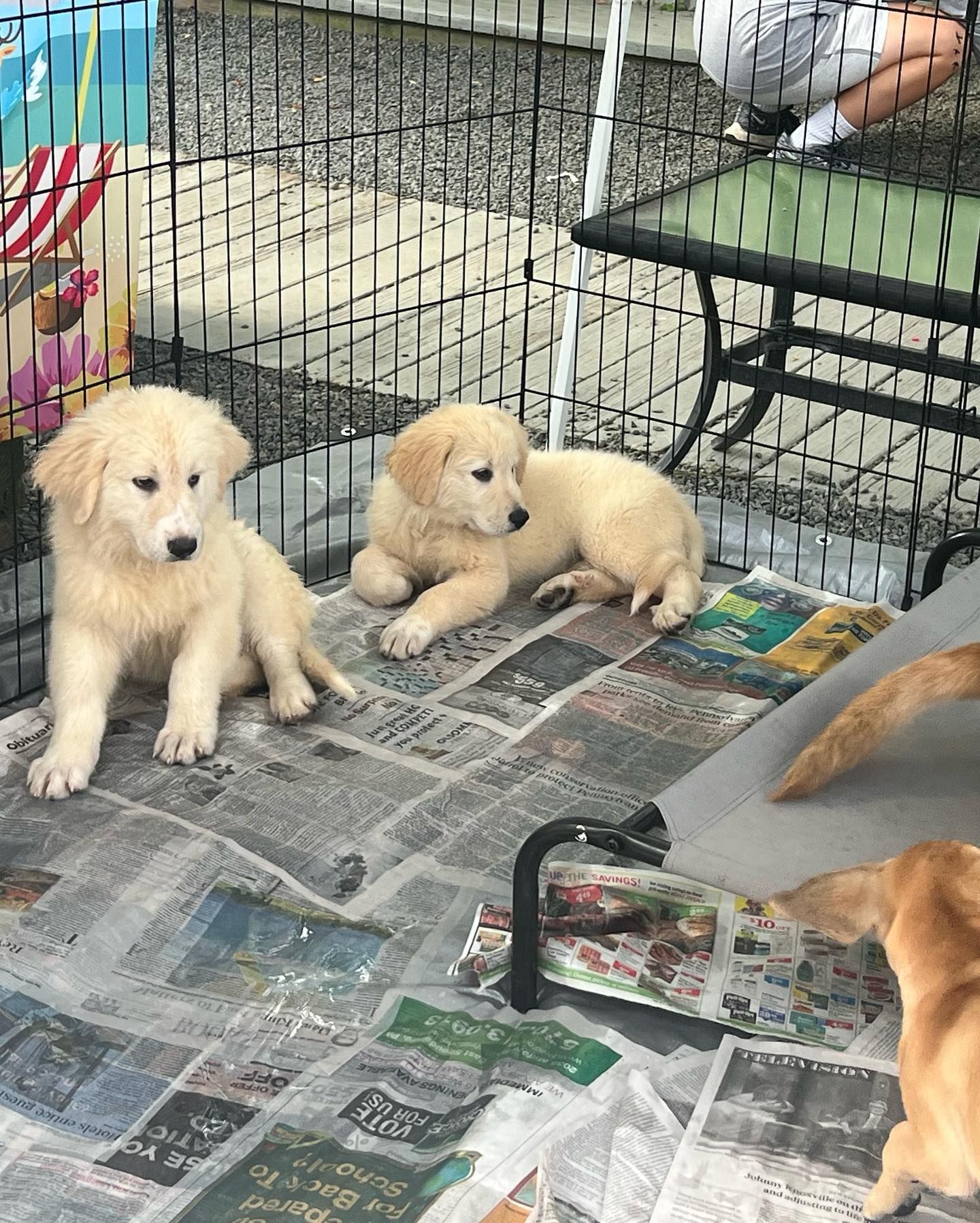 Three puppies are laying on a pile of newspaper in a cage.