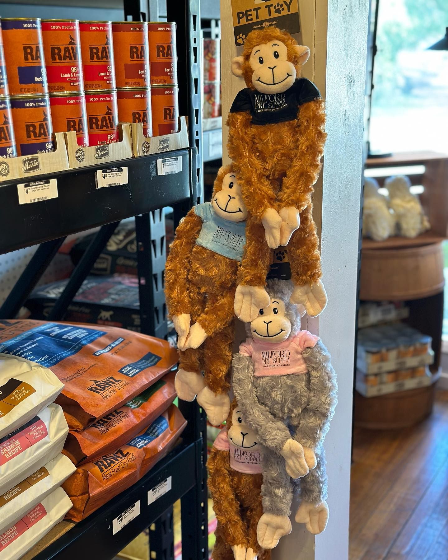 A bunch of stuffed monkeys hanging on a wall in a store